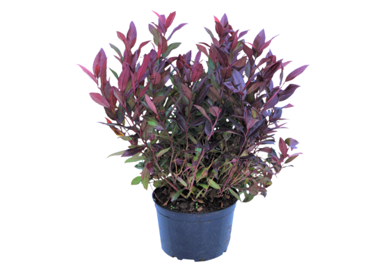 Kiścień, wys.25-35 cm, don.2 l