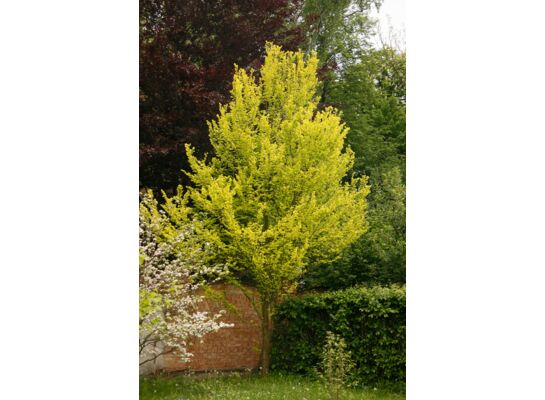 Wiąz holenderski Wredei