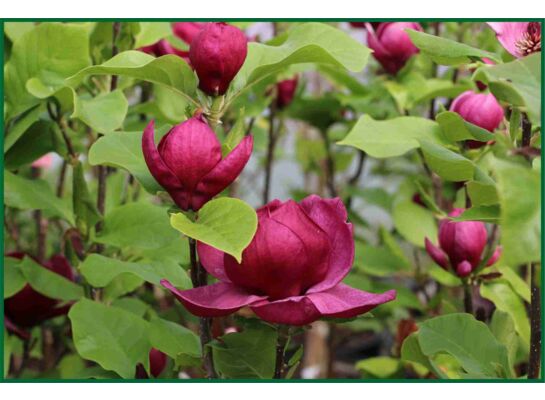 Magnolia Genie mix wys. 80-100 cm don. 12 l