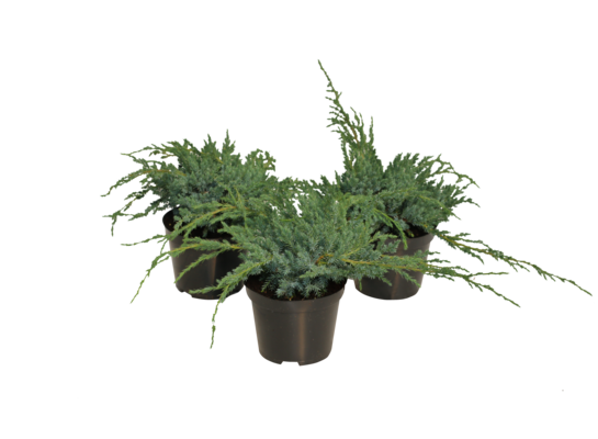 Jałowiec sq. Blue Carpet wys. 10-20 cm don. 3 l