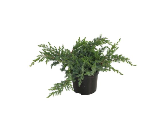 Jałowiec Schlagier wys. 15-20 cm don. 2 l