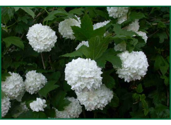 Kalina 'Roseum' wys. 30-40 cm don. 2 l