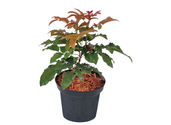 Mahonia C2 10-15 cm