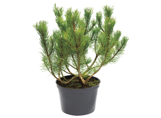 Kosodrzewina, wys. 20-40 cm, don. 2 l