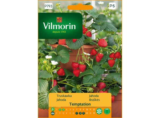 Truskawka Temptation 0,02 g Vilmorin Garden