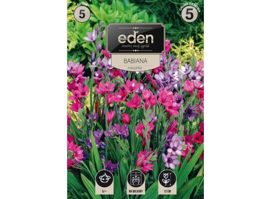 Babiana Kew Hybrids 5 sztuk Eden
