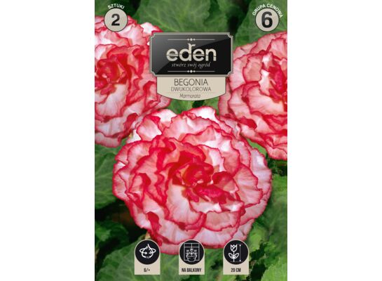 Begonia bulwiasta dwukolorowa Marmorata 2 sztuki Eden