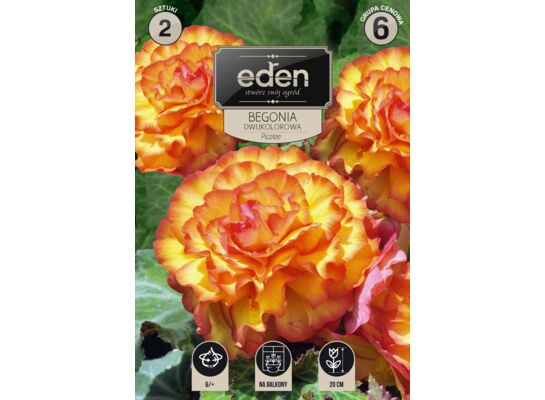 Begonia bulwiasta dwukolorowa Picotte 2 sztuki Eden