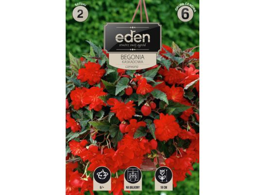Begonia bulwiasta kaskadowa czerwona 2 sztuki Eden