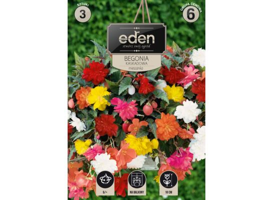 Begonia bulwiasta kaskadowa mix 3 sztuki Eden