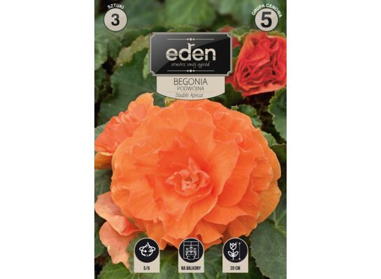 Begonia bulwiasta podwójna Apricot 3 sztuki Eden