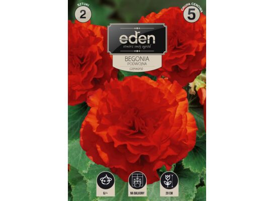 Begonia bulwiasta podwójna czerwona 2 sztuki Eden