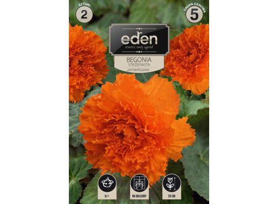 Begonia bulwiasta strzępiasta pomarańczowa 2 sztuki Eden