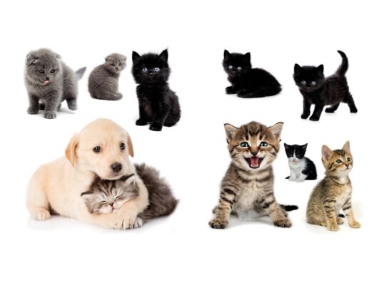 Naklejka Madex 20007 Pieski i kotki