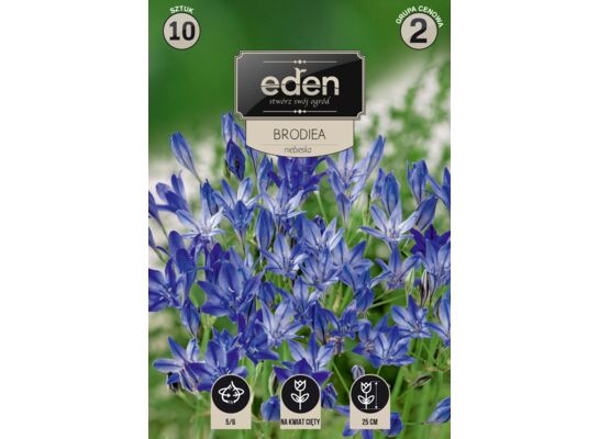 Brodiea Laxa 10 sztuk Eden