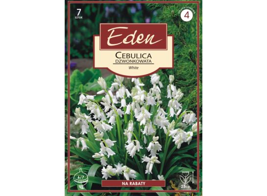 Cebulica dzwonkowata biała 7 sztuk Eden