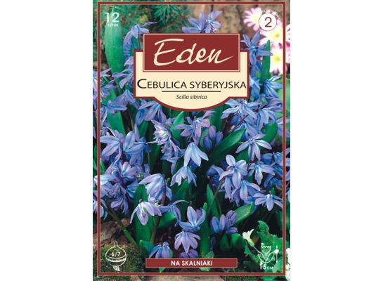 Cebulica syberyjska Scilla Sibirica 12 sztuki Eden