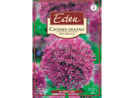 Czosnek Allium Aflatunense 3 sztuki Eden
