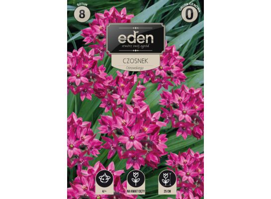 Czosnek Ostrowskiego ciemno różowy 8 sztuk Eden