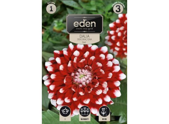 Dalia dekoracyjna Duet 1 sztuka Eden