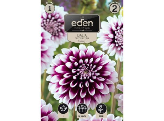 Dalia dekoracyjna Edinburg 1 sztuka Eden