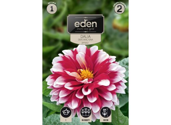 Dalia dekoracyjna Jamaica 1 sztuka Eden