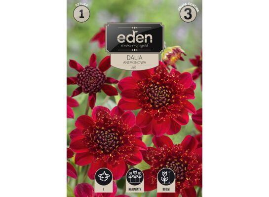 Dalia Jive 1 sztuka Eden