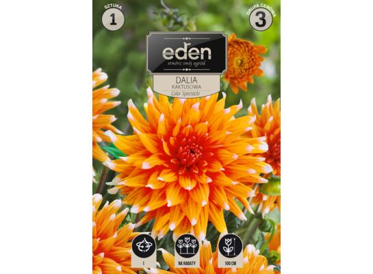 Dalia kaktusowa Color Spectacle 1 sztuka Eden