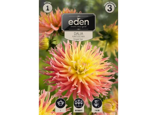 Dalia kaktusowa Fringed Star 1 sztuka Eden