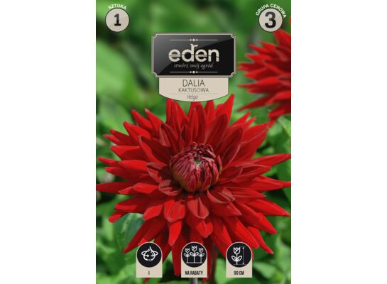 Dalia kaktusowa Helga 1 sztuka Eden