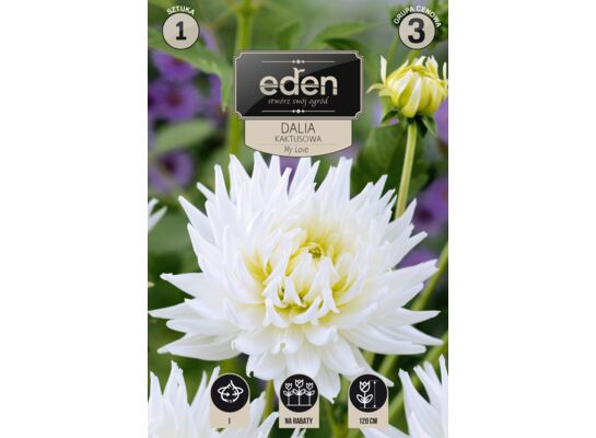 Dalia kaktusowa My Love 1 sztuka Eden