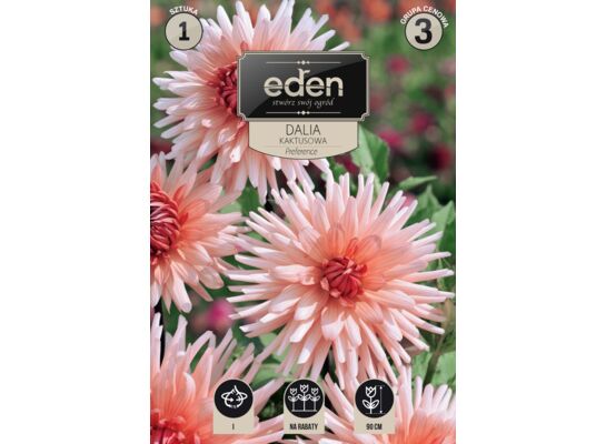 Dalia kaktusowa Preference 1 sztuka Eden