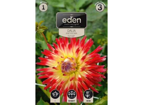Dalia kaktusowa Vuurvogel 1 sztuka Eden