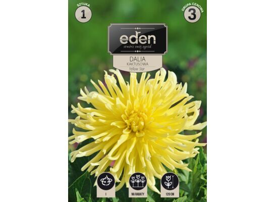 Dalia kaktusowa Yellow Star 1 sztuka Eden