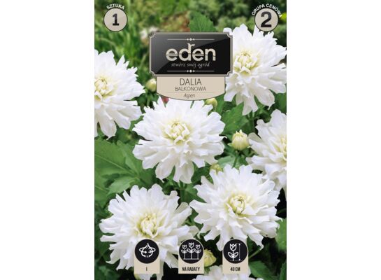 Dalia karłowa balkonowa Aspen 1 sztuka Eden