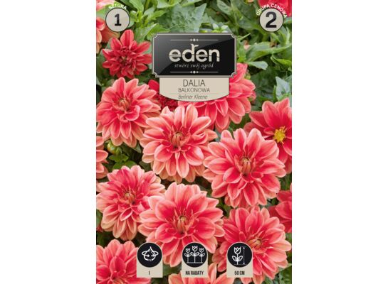 Dalia karłowa balkonowa Berliner Kleene 1 sztuka Eden