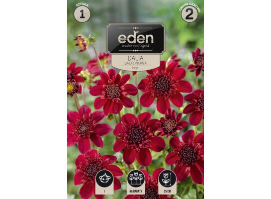 Dalia karłowa balkonowa Inca 1 sztuka Eden