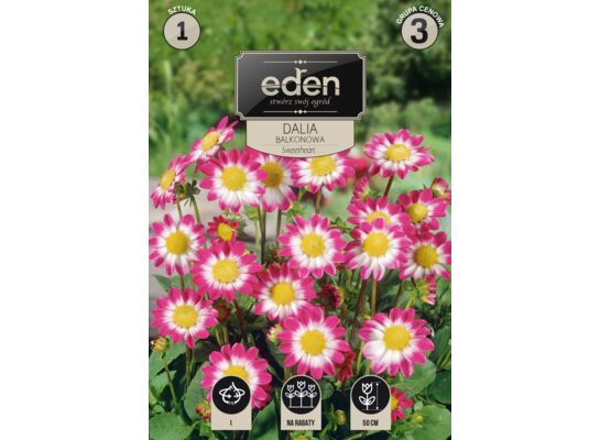 Dalia karłowa balkonowa Sweetheart 1 sztuka Eden