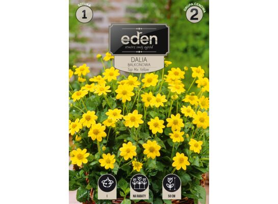 Dalia karłowa balkonowa Top 1 sztuka Eden