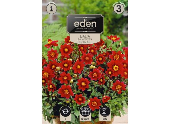Dalia karłowa balkonowa Top 1 sztuka Eden