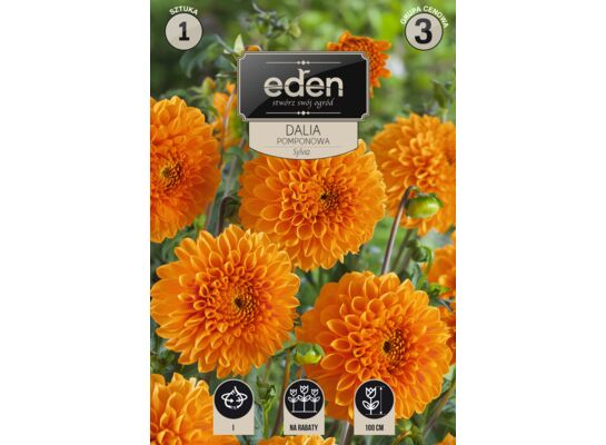 Dalia pomponowa Sylvia 1 sztuka Eden