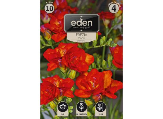 Frezja pełna 10 sztuk Eden