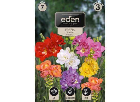 Frezja pełna mix 7 sztuk Eden