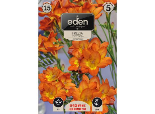 Frezja pojedyńcza 15 sztuk Eden