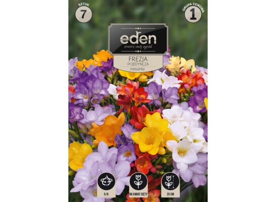 Frezja pojedyńcza mix 7 sztuk Eden