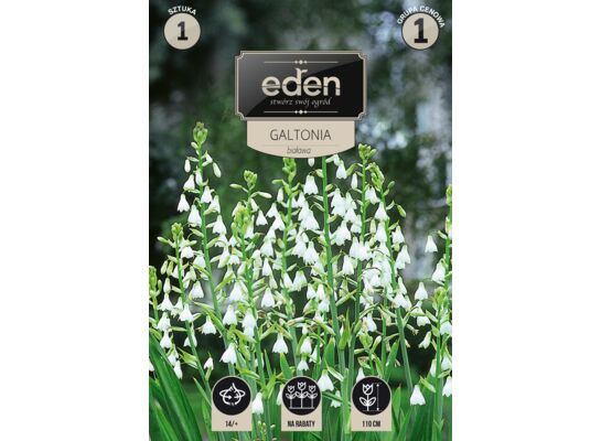 Galtonia Candicans 1 sztuka Eden