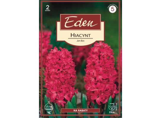 Hiacynt Jan Bos 2 sztuki Eden