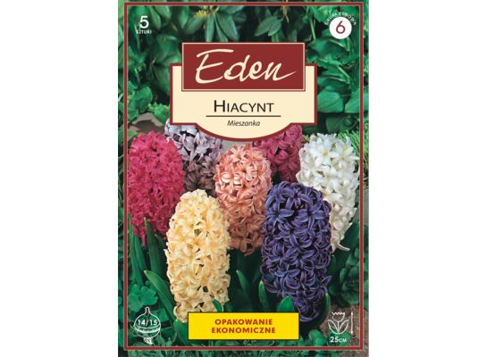 Hiacynt mix 5 sztuk Eden