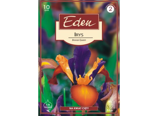 Irys Holandica Bronze Queen 10 sztuk Eden