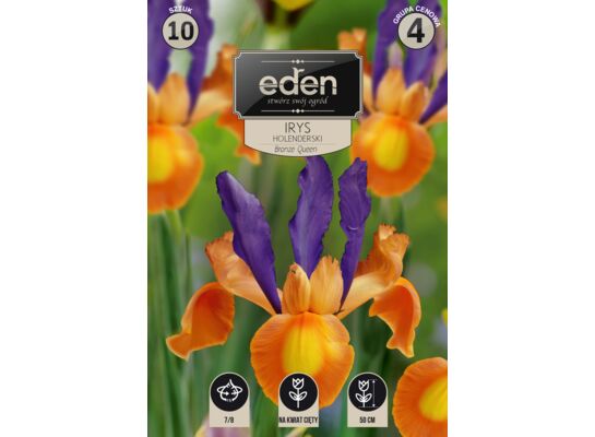 Irys holenderski Bronze Queen 10 sztuk Eden